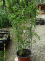 Jasminum Polyanthum